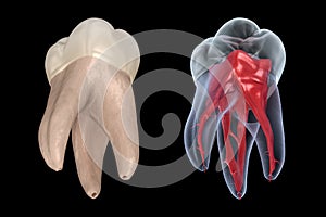 Dental root anatomy - First maxillary molar tooth. Medically accurate dental 3D illustration