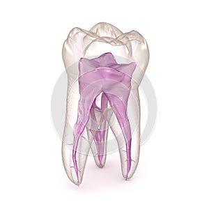 Dental root anatomy - First maxillary molar tooth. Medically accurate dental 3D illustration