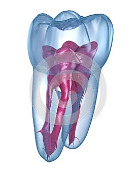 Dental root anatomy - First maxillary molar tooth. Medically accurate dental illustration