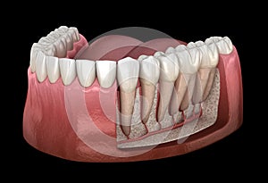 Dental Root anatomy of mandibular human gum and teeth, x-ray view. Medically accurate tooth