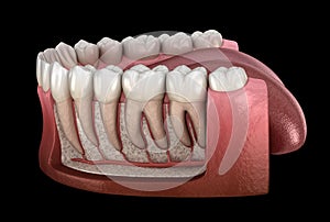 Dental Root anatomy of mandibular human gum and teeth, x-ray view. Medically accurate tooth illustration