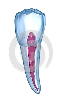 Dental root anatomy - Mandibular Second premolar tooth. Medically accurate dental illustration