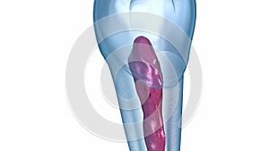 Dental root anatomy - Mandibular Second premolar tooth. Medically accurate dental illustration