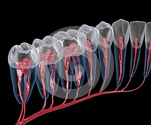 Dental root anatomy, Xray view. Medically accurate dental 3D illustration