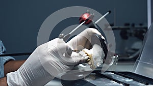 dental technician creates dental prostheses. laboratory. close-up.