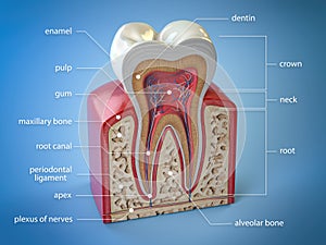 Dental tooth anatomy. Cross section of human tooth  with infographics and description