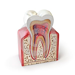 Dental tooth anatomy. Cross section of human tooth isolated on white