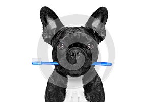 Dental toothbrush dog