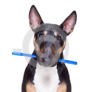 Dental toothbrush dog photo