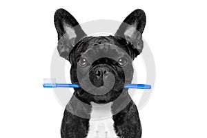 Dental toothbrush dog photo