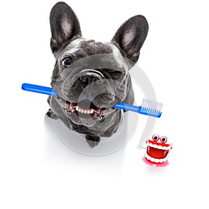 Dental toothbrush dog photo