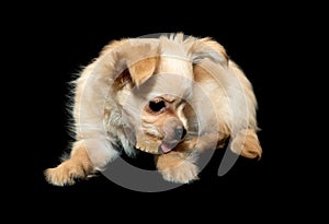 Dental toys for pets, Beige puppy