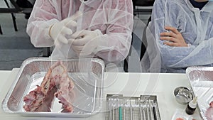 Dental trainees wear rubber gloves before starting the practice of installing dental implants on the jaws of a pig.