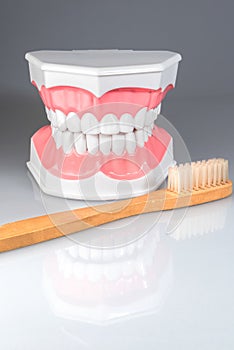 Dentalstudy model
