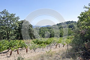 Dentelles de Montmirail chain of mountains and vineyards in wine region Provence in Vaucluse, France