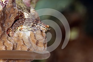Dentex blenny