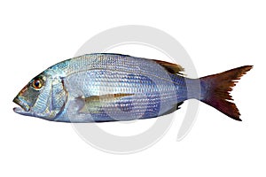 Dentex vulgaris toothed sparus snapper fish