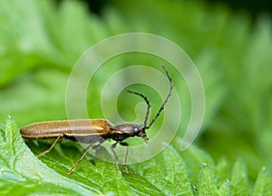 Denticollis linearis photo