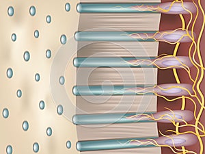 Dentin or dentine is a calcified tissue of the body. Dentinal tubules. Cross-section of tooth is dentin.