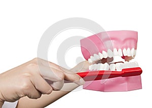 Dentist hand with the teeth model