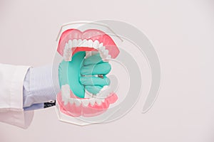 Dentist holding dental model or tooth model