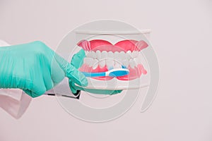 Dentist holding dental model or tooth model with toothbrush