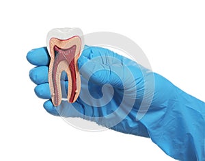 Dentist holding educational model of tooth in hand on white