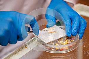 Dentist prepares solution for seals