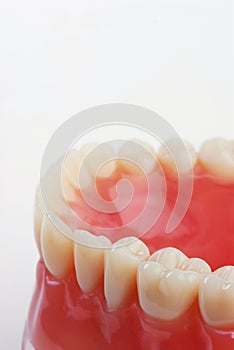 Dentist sample teeth