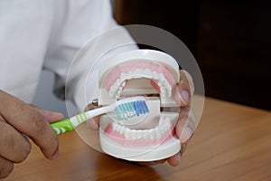 Dentist using toothbrush on teeth model in dental office/ professional dental clinic, dental and medical concept