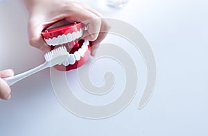 Dentist woman diagnose plastic teeth models with toothbrush, concept of dental checking