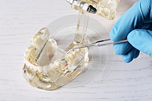 Dentist working with model of oral cavity with teeth at table