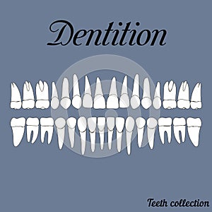 Dentition photo