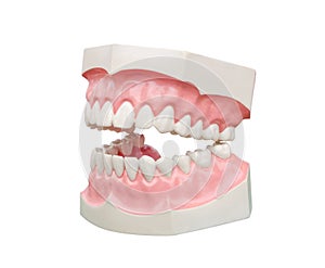 Dentoform, Dental teeth model
