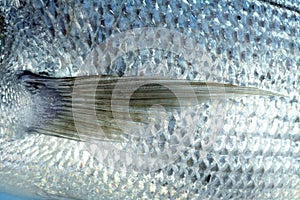 Denton, Mediterranean sparus fish photo