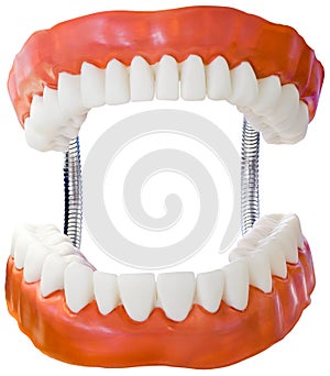 Denture Model Cutout photo