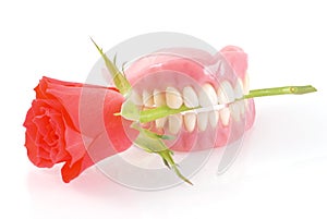 Dentures with rose. photo