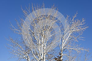 Denuded Trees against a Crisp November Sky