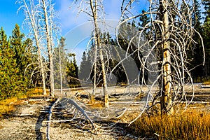 Denuded Trees in Yellowstone National Park