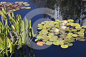 Denver Botanical Gardens: watergarden trio