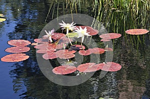 Denver Botanical Gardens: zen watergarden ladies