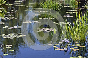 Denver Botanical Gardens: zen watergarden montage