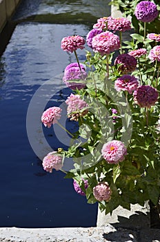 Denver Botanical Gardens: Zinnias and Water