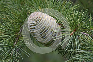 Deodar cedar