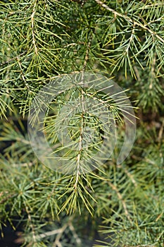 Deodar cedar photo