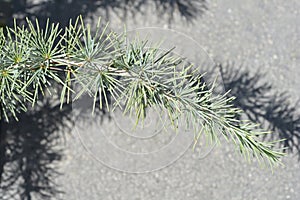 Deodar cedar Mr. Blue