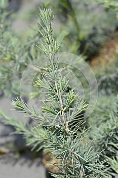 Deodar cedar Mr. Blue