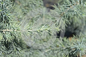 Deodar cedar Mr. Blue