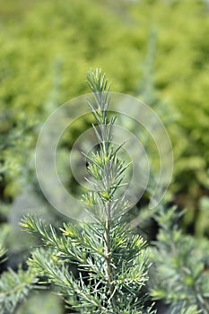 Deodar cedar Mr. Blue