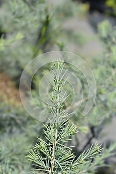 Deodar cedar Mr. Blue